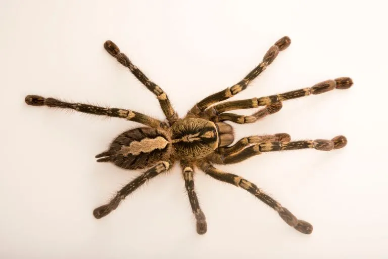 18309 fringed ornamental tarantula substrate