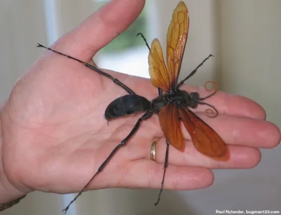 18310 tarantula hawk mating
