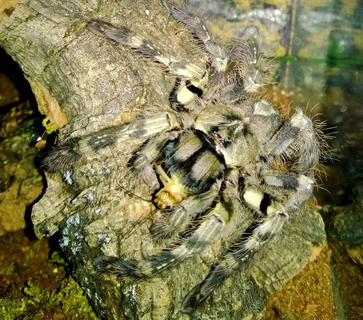 18311 tarantula feeding schedule