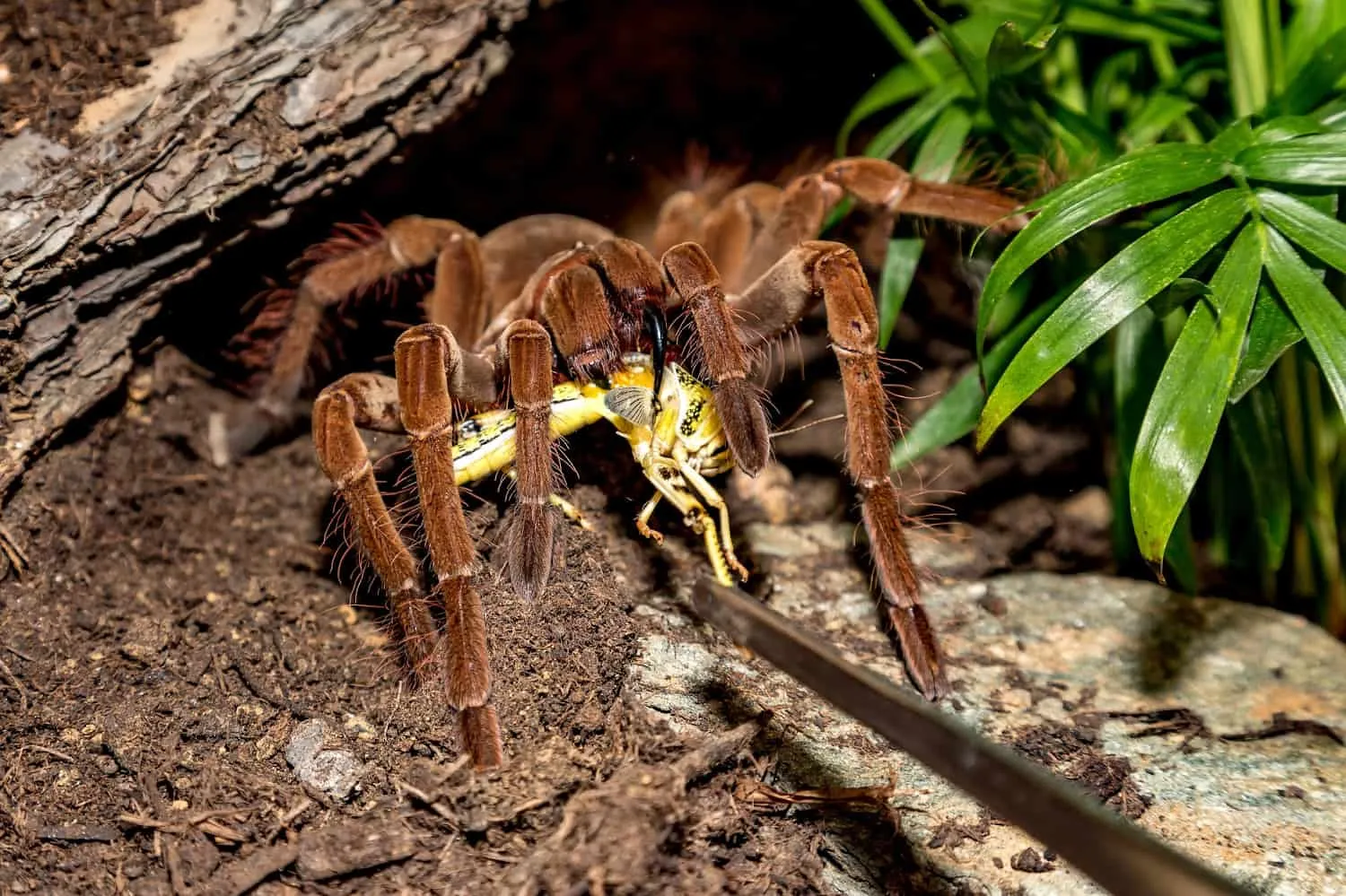 18311 tarantula meal