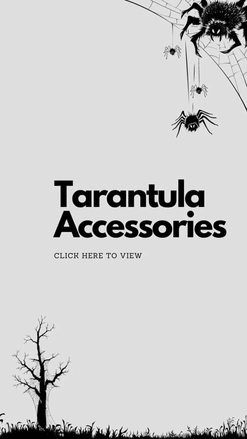 18311 tarantula overfeeding