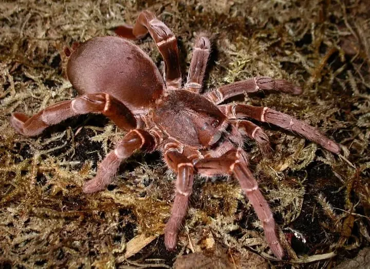 18312 first aid tarantula
