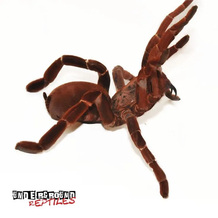 18312 medical assessment