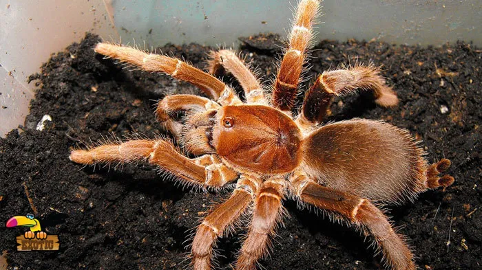 18312 safe handling tarantula