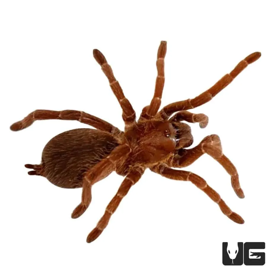 18312 tarantula bite symptoms