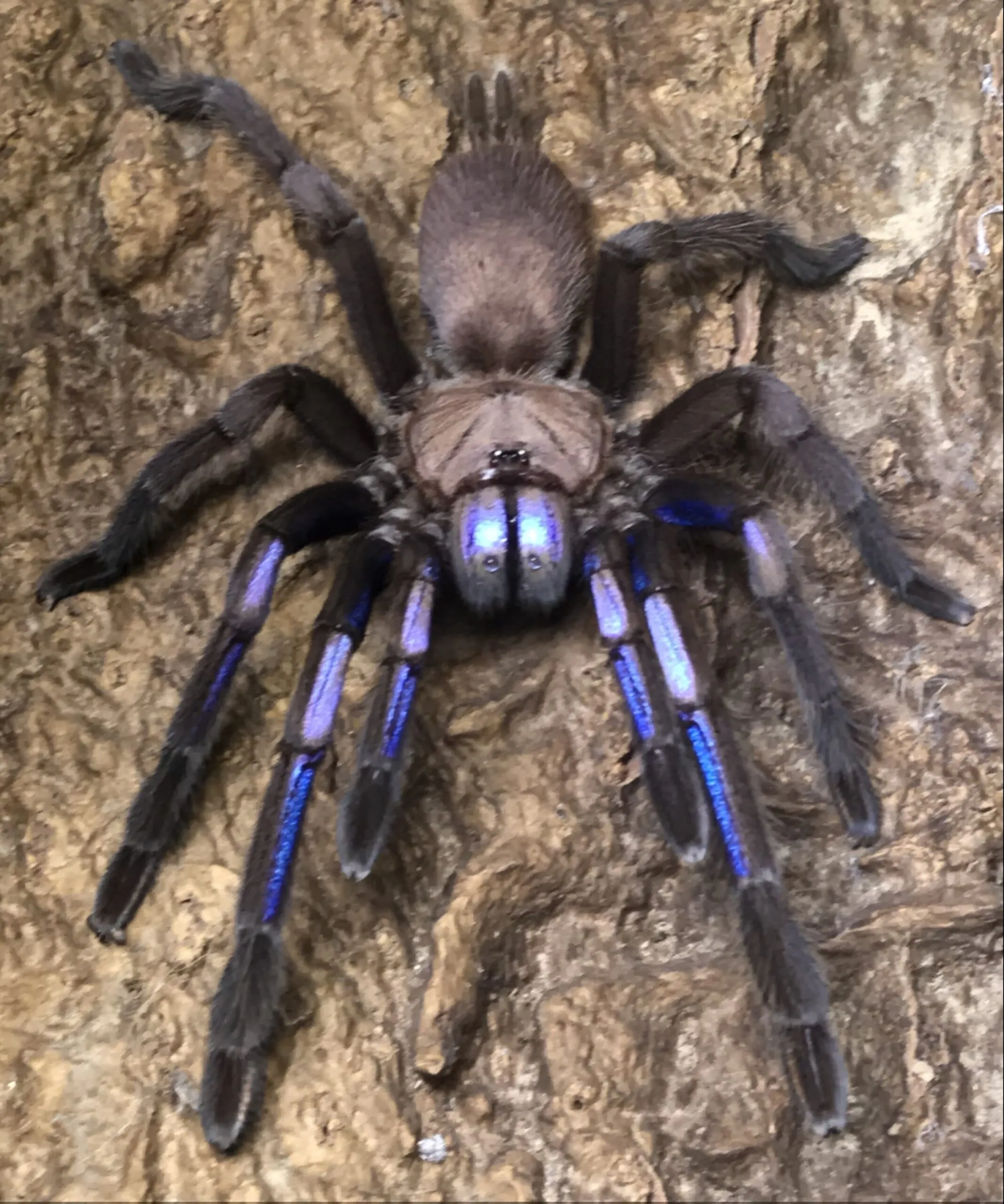 18313 tarantula room uk feeding