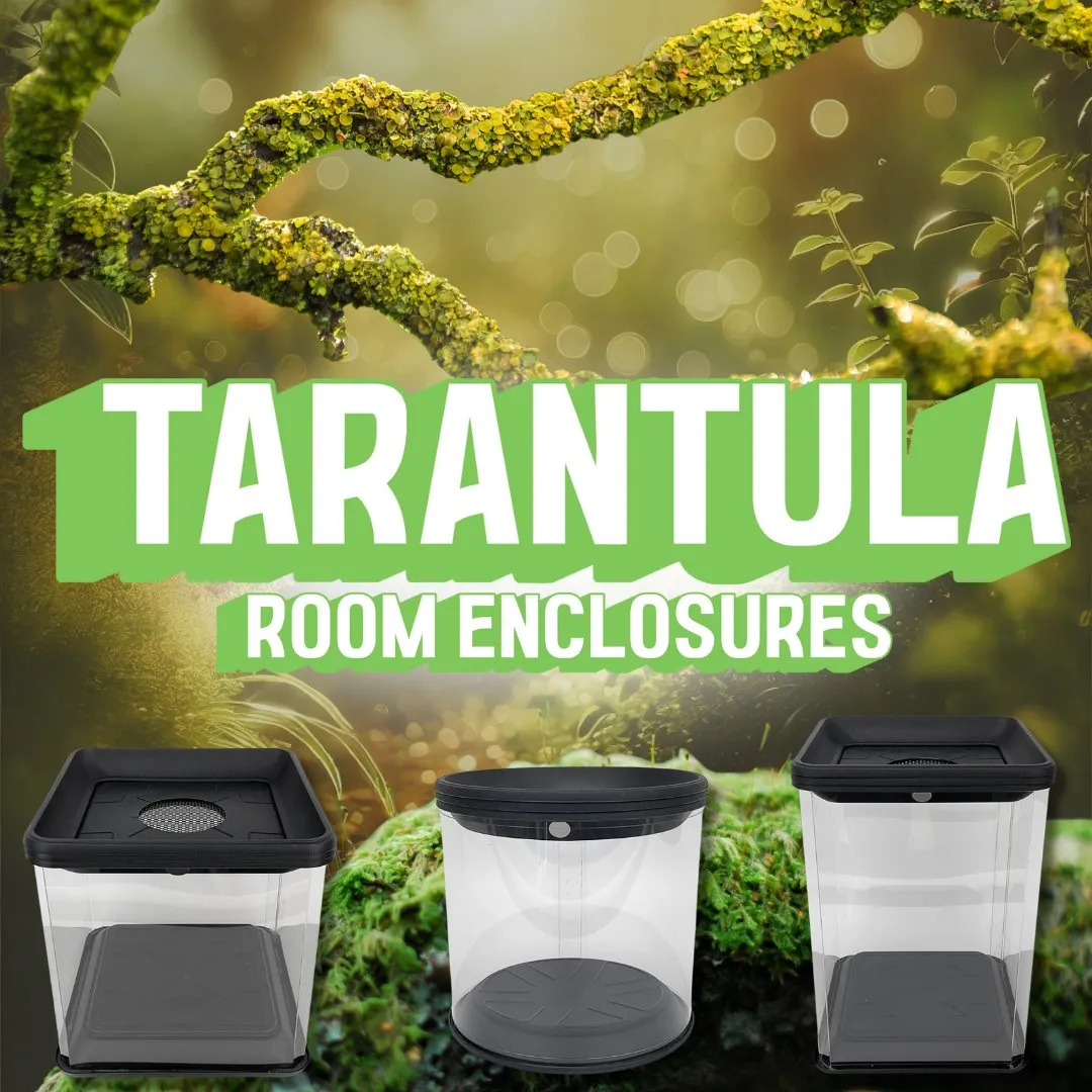 18313 tarantula room uk handling