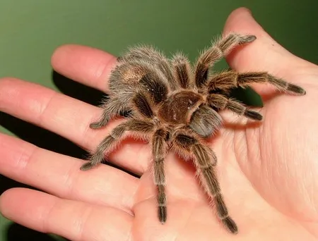 18314 pet tarantula london handling