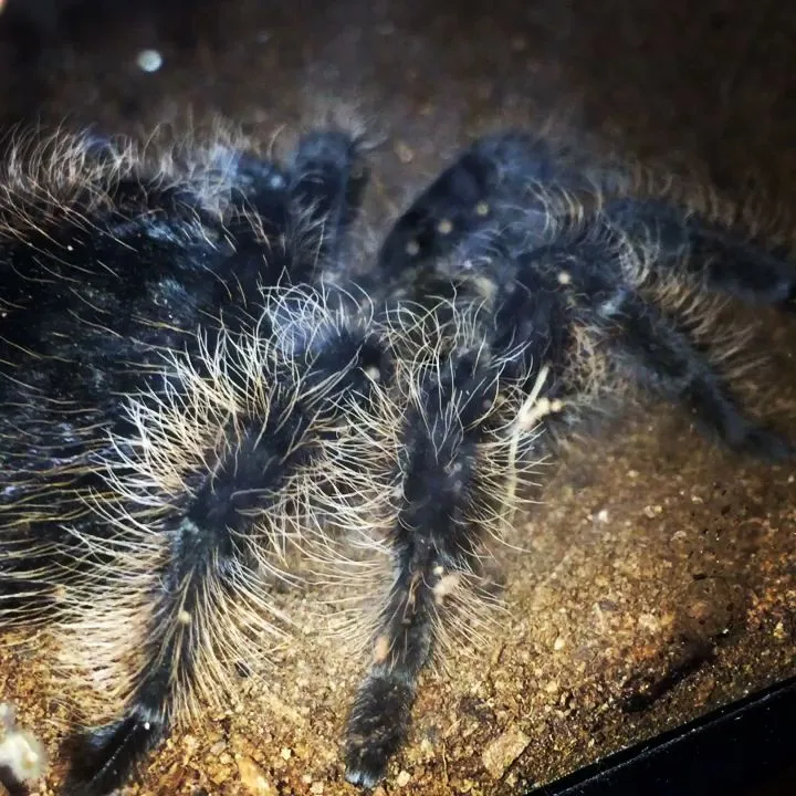 18314 pet tarantula london health