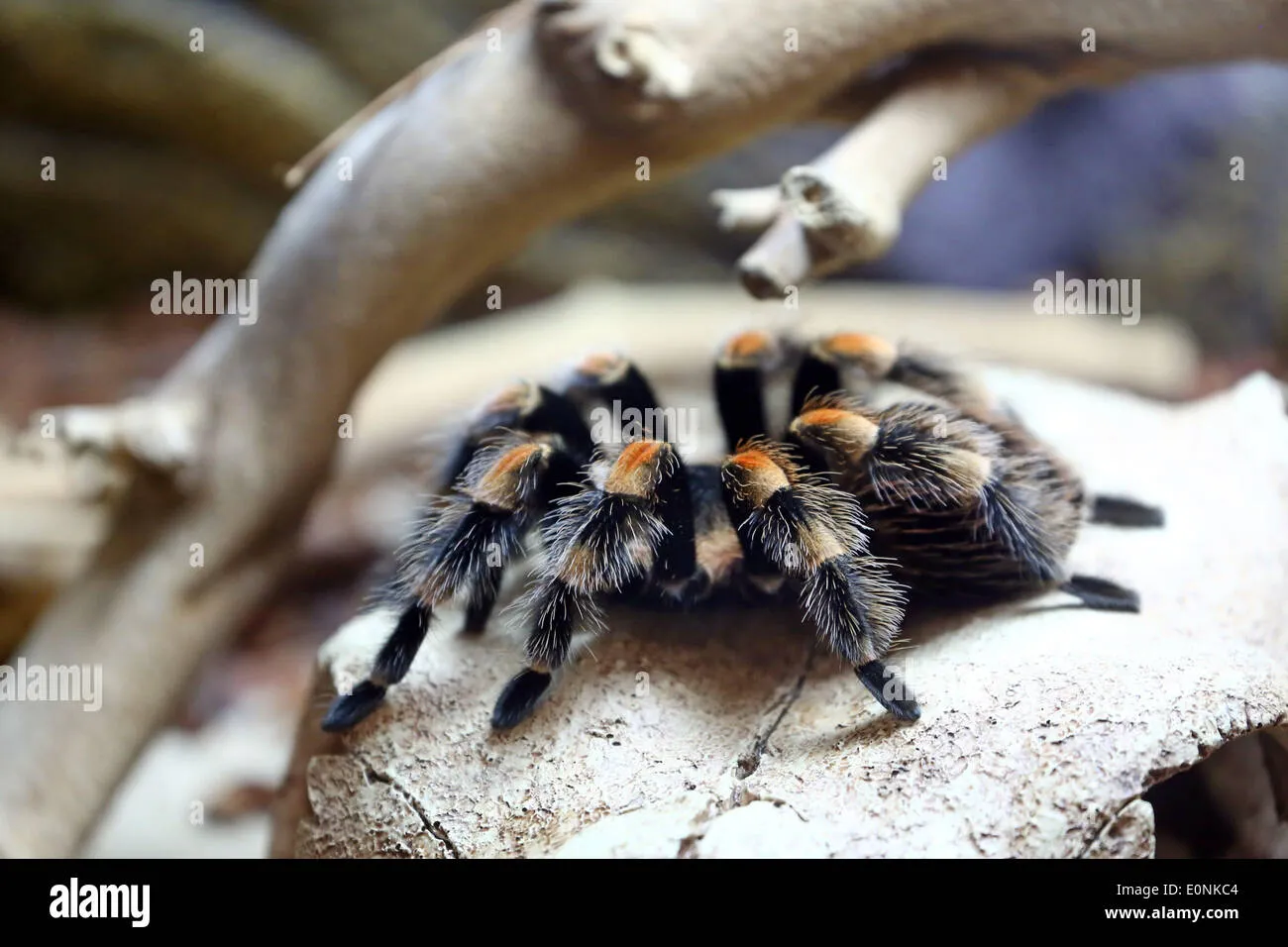 /img/18314-pet-tarantula-london-species.webp