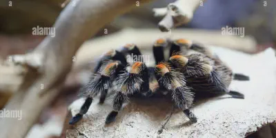 /img/18314-pet-tarantula-london-species.webp