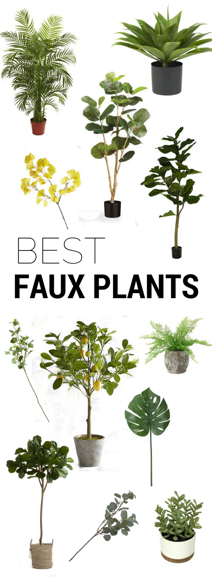 18315 pothos plant for tarantula