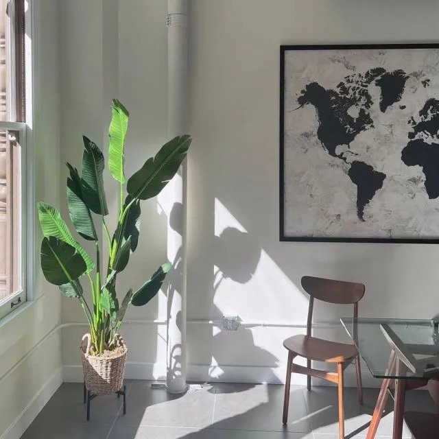 18315 spider plant in enclosure