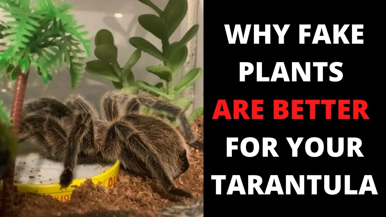 18315 tarantula enclosure setup