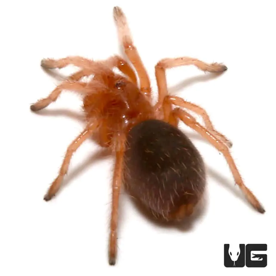 18316 male tarantula activity