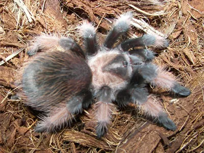 18317 mexican red leg tarantula habitat overview