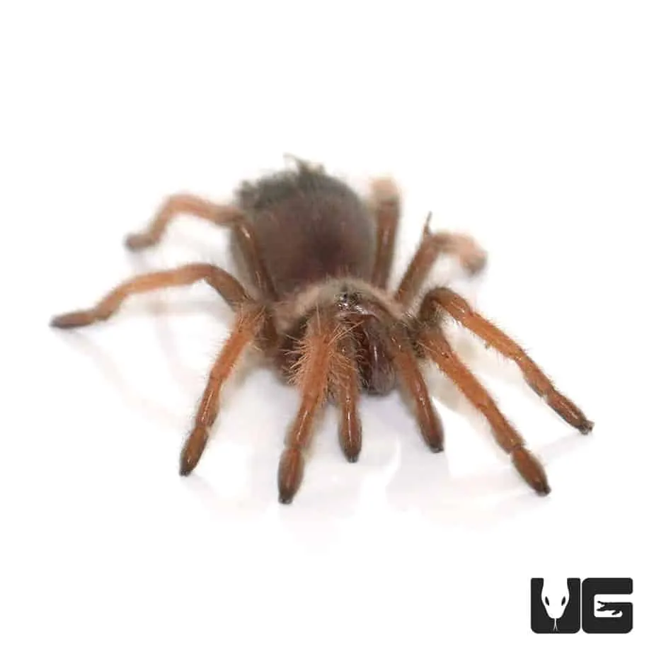 18317 mexican red leg tarantula natural habitat