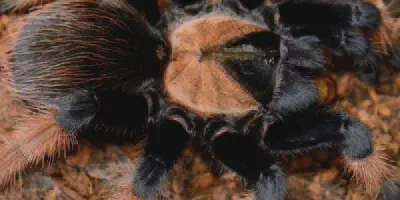 /img/18317-tarantula-feeding.webp