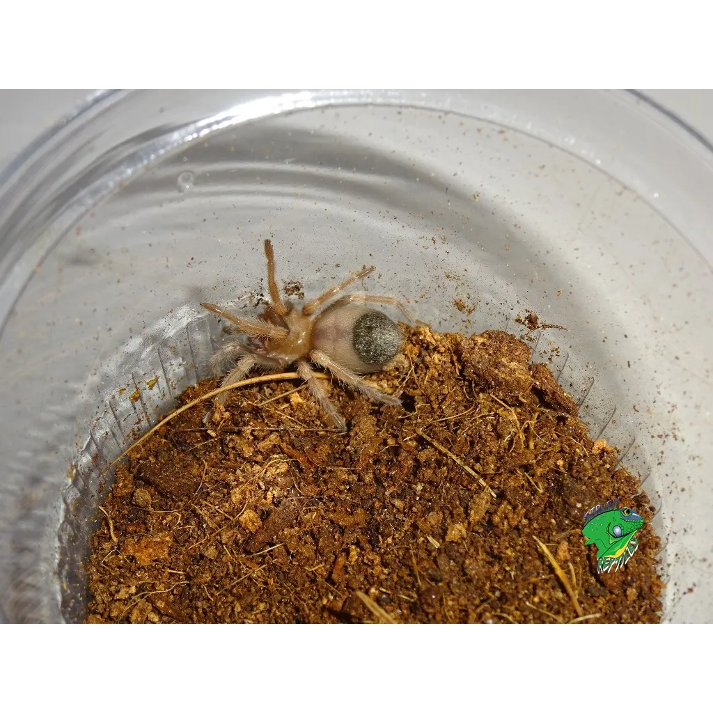 18317 tarantula hiding spots