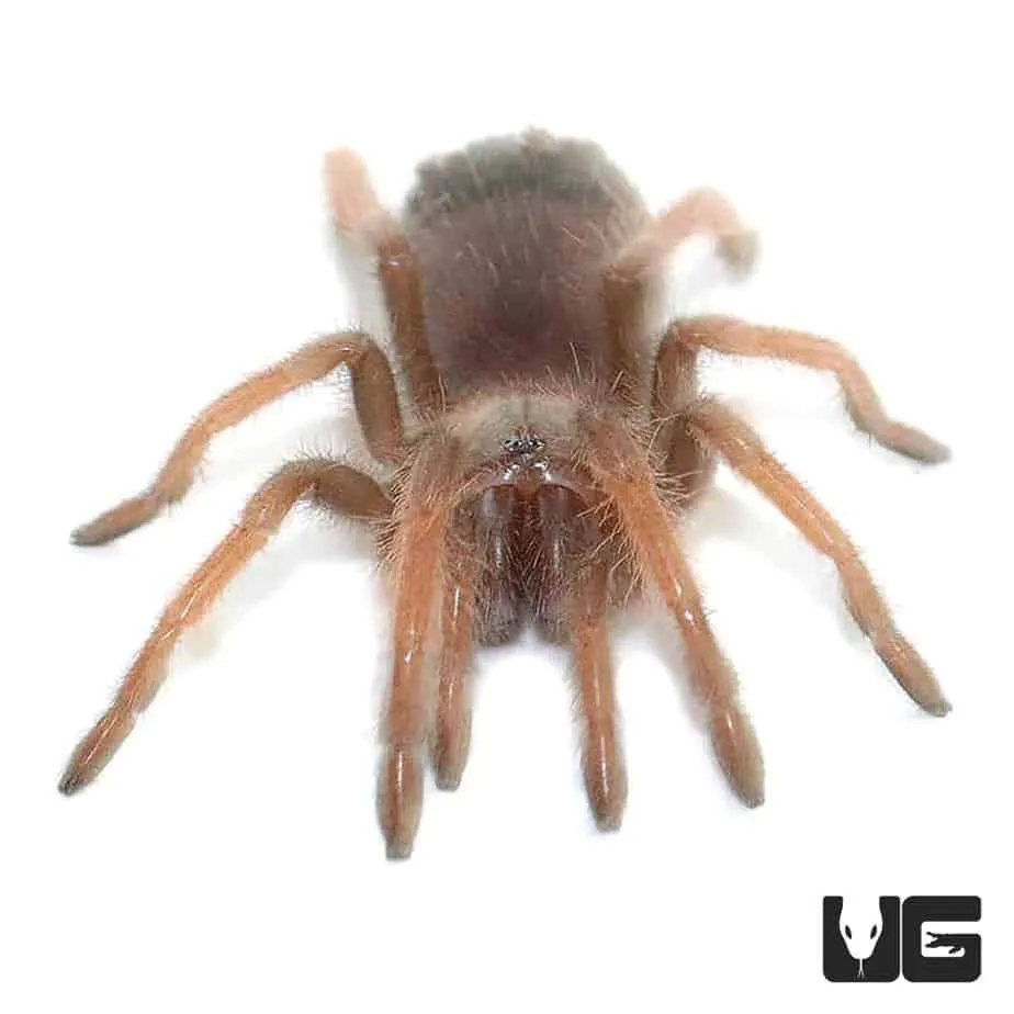 18317 tarantula substrate options