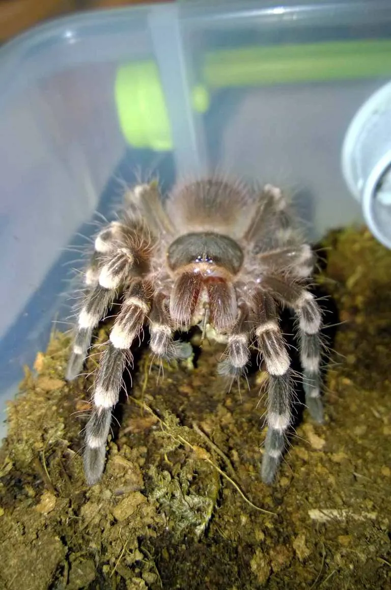 /img/18318-tarantula-bite-risk.webp
