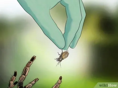 18318 tarantula confident handling