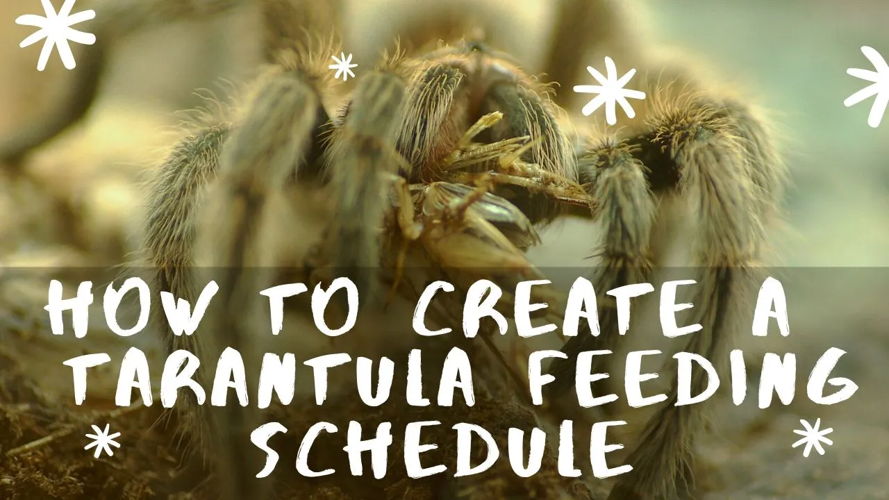 18318 tarantula eating