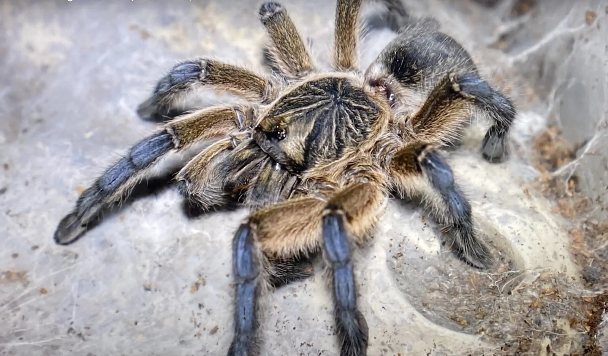 18318 tarantula handling setup