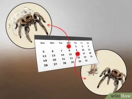 18318 tarantula soft brush