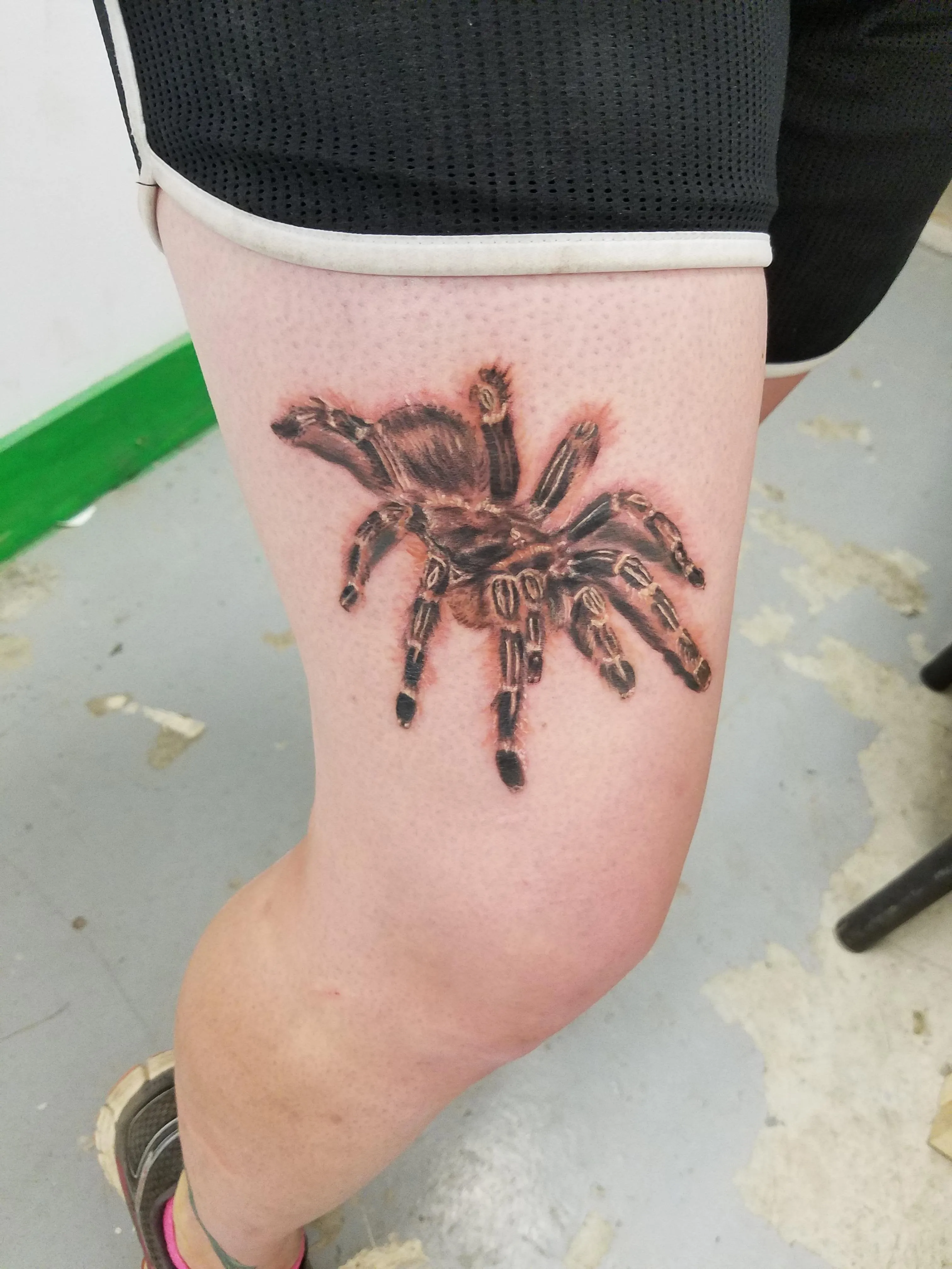 18319 blue baboon tarantula