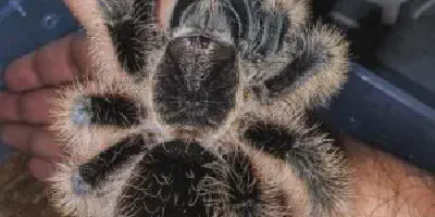 /img/18319-feeding-tarantula.webp