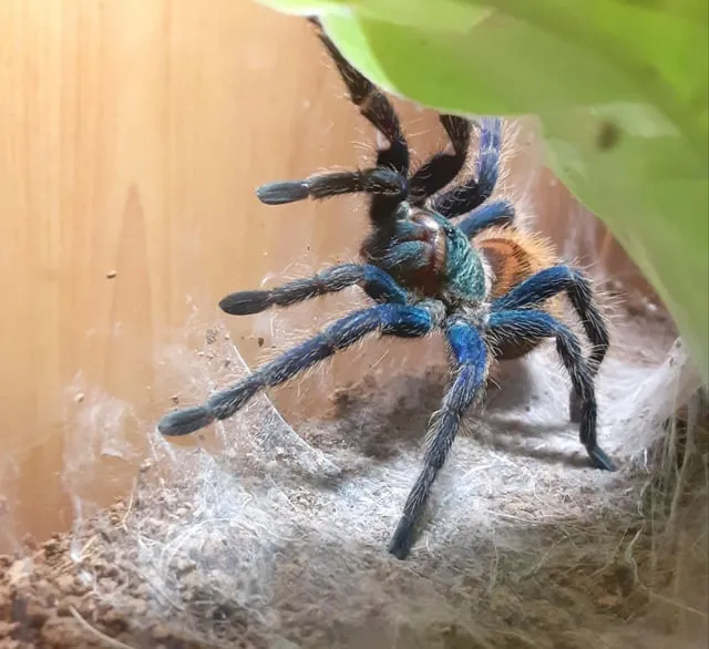 18319 stripe knee tarantula