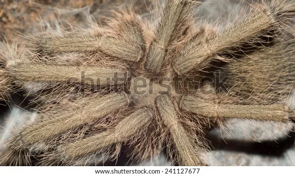 18319 white banded tarantula