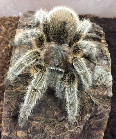 18321 healthy rose hair tarantula