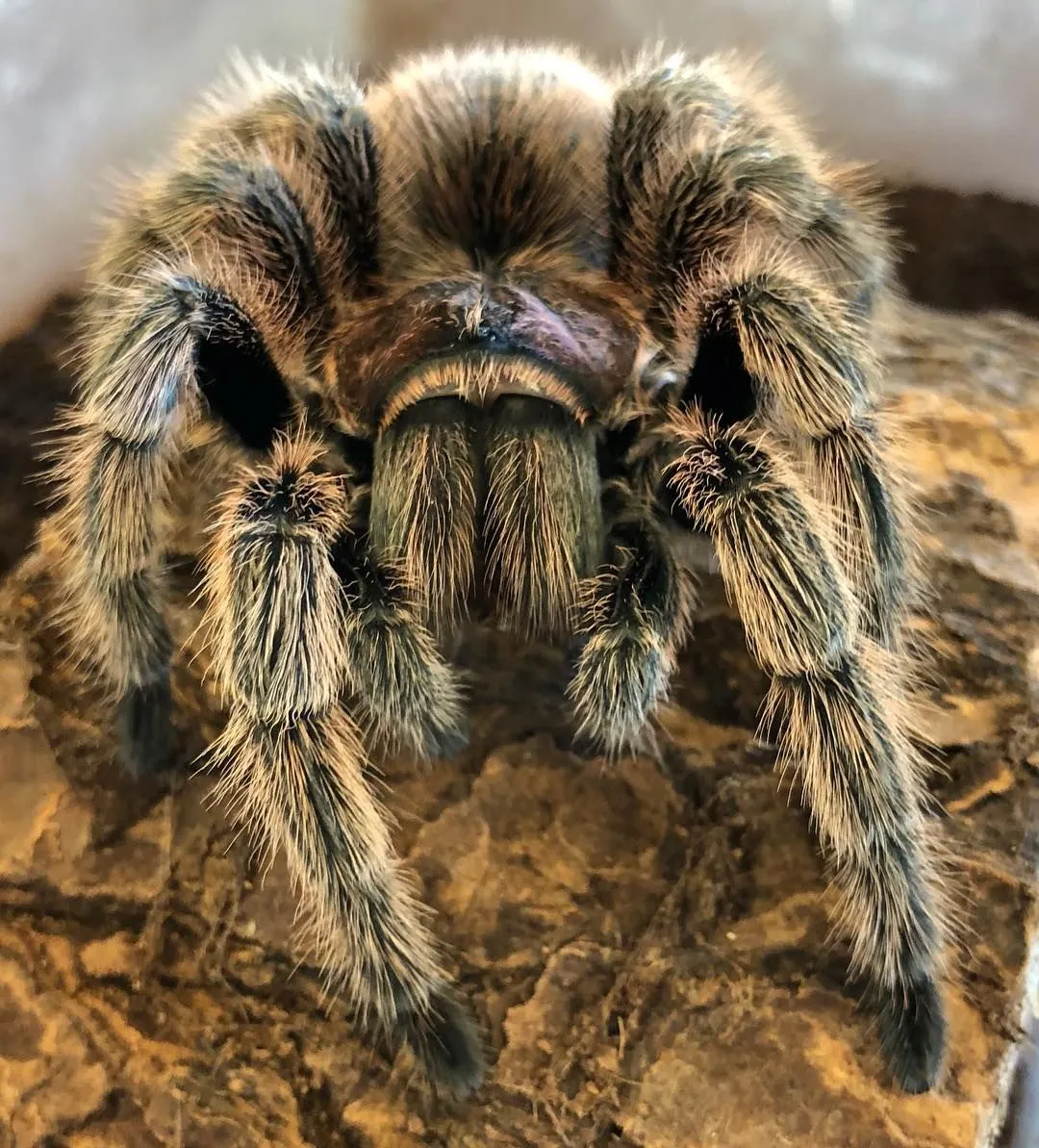/img/18321-rose-hair-tarantula-hiding.webp