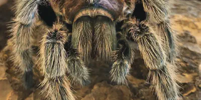 /img/18321-rose-hair-tarantula-hiding.webp