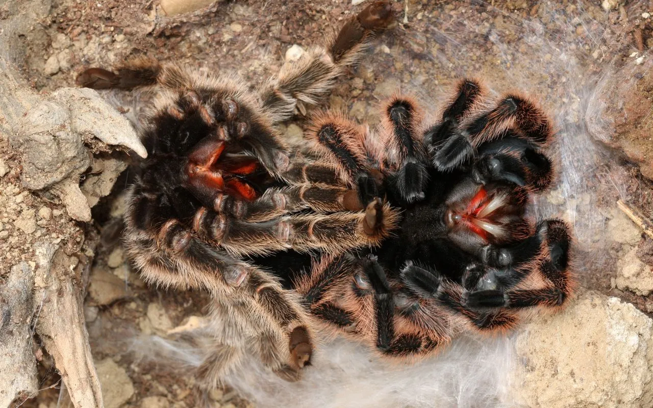 18322 tarantula molt position