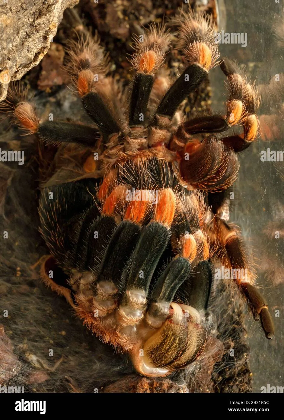 18322 tarantula molting environment
