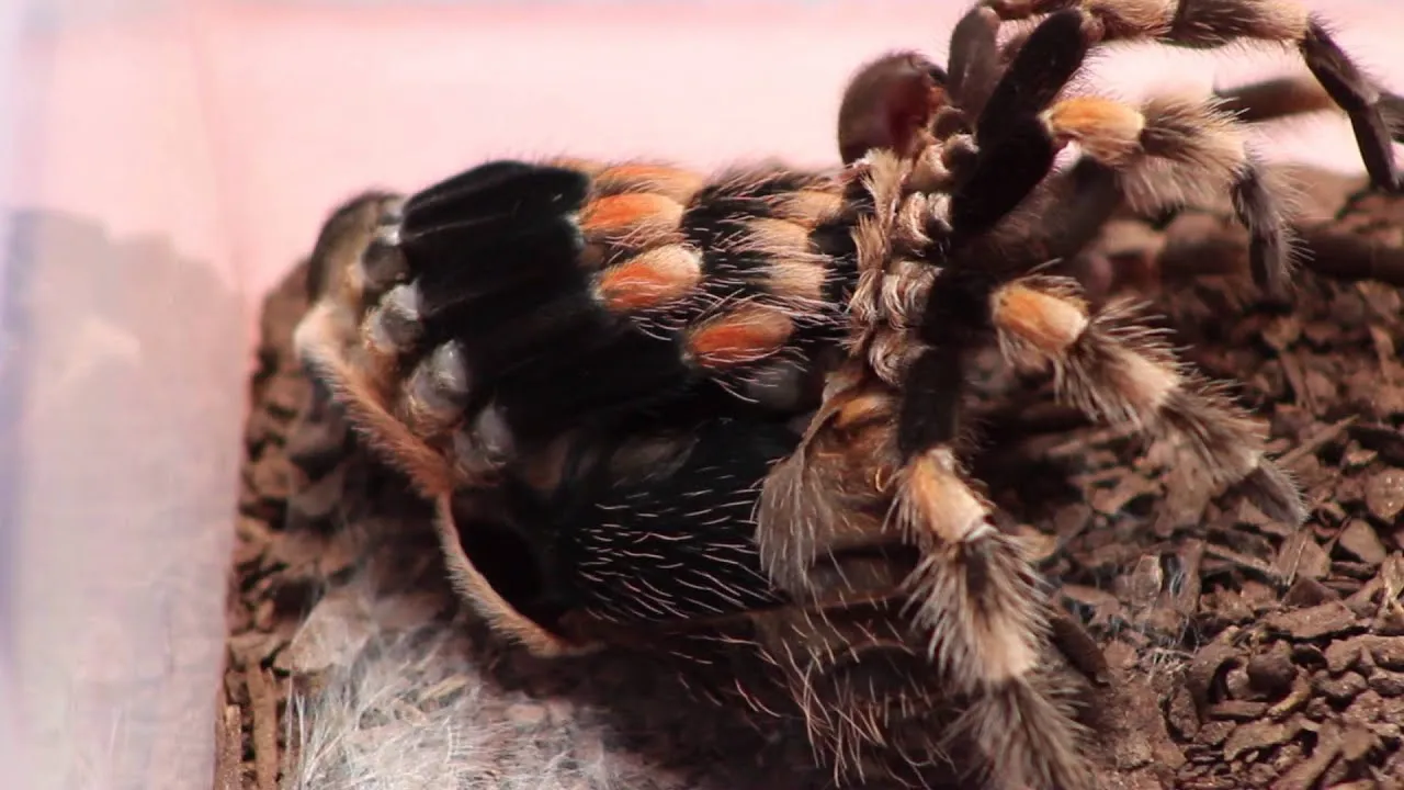 /img/18322-tarantula-molting-frequency.webp