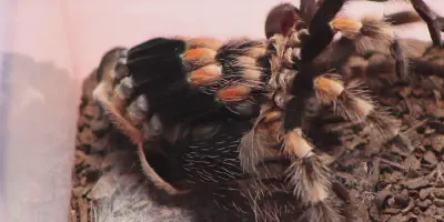/img/18322-tarantula-molting-frequency.webp
