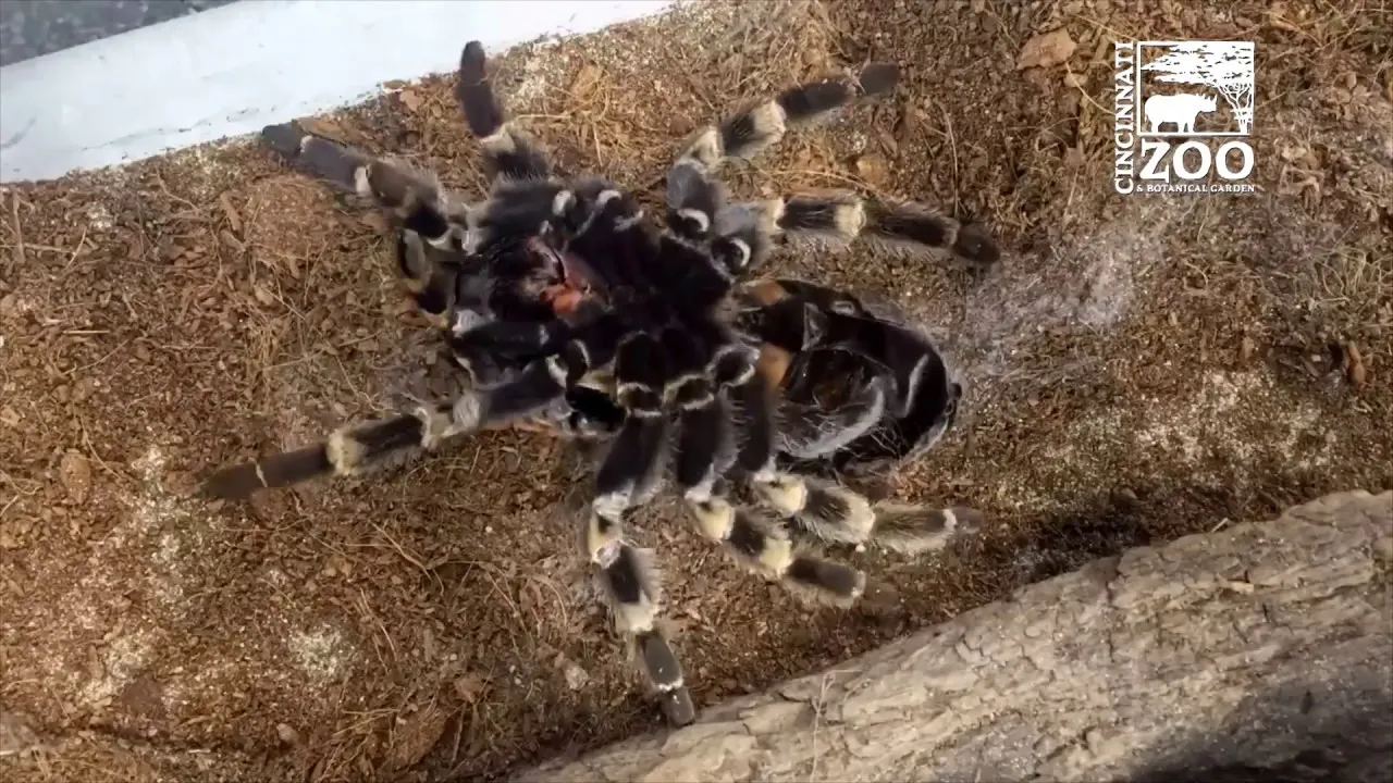 18322 tarantula post molt care
