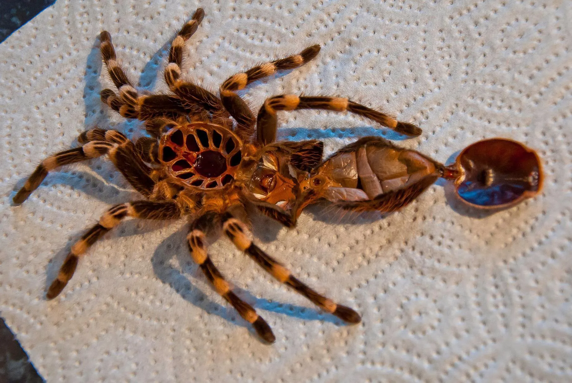 18322 tarantula pre molt signs