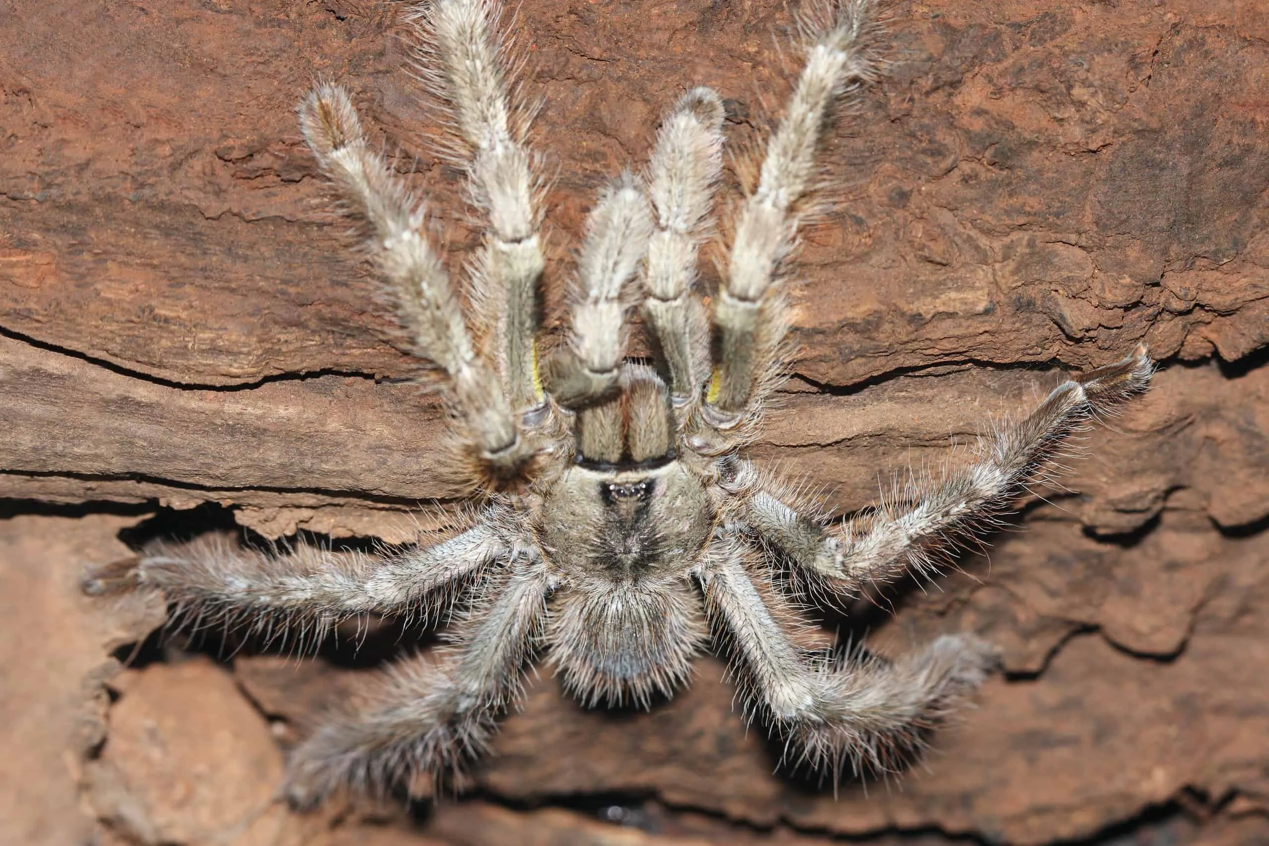 18323 female tarantula