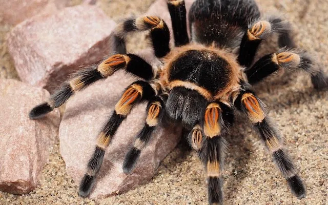 18323 male tarantula