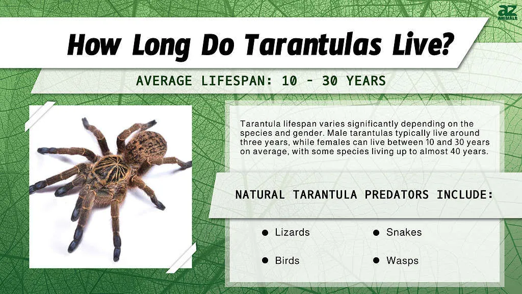/img/18323-tarantula-handling.webp