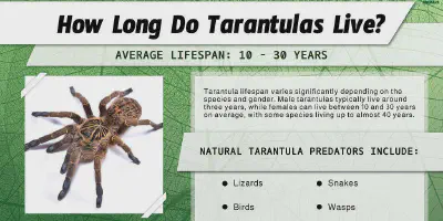 /img/18323-tarantula-handling.webp