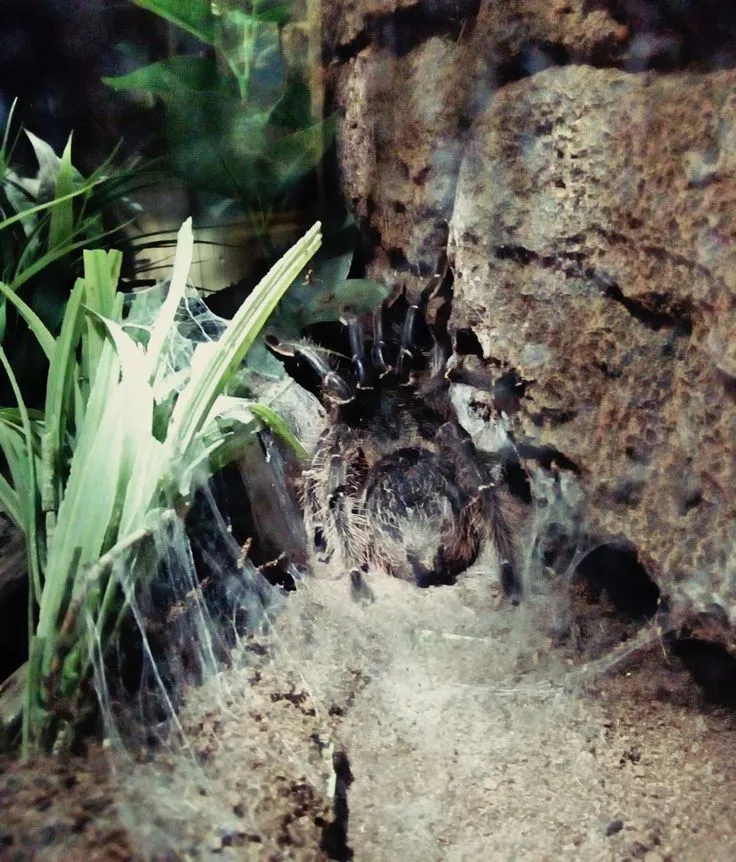 /img/18324-giant-bird-eating-tarantula-facts.webp