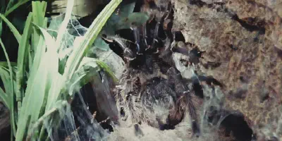 /img/18324-giant-bird-eating-tarantula-facts.webp
