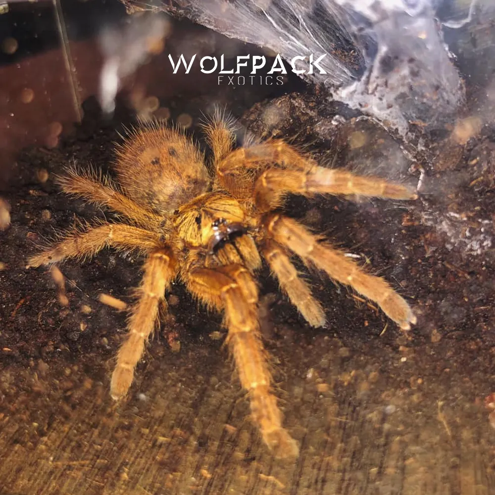 18325 orange baboon tarantula sling feeding