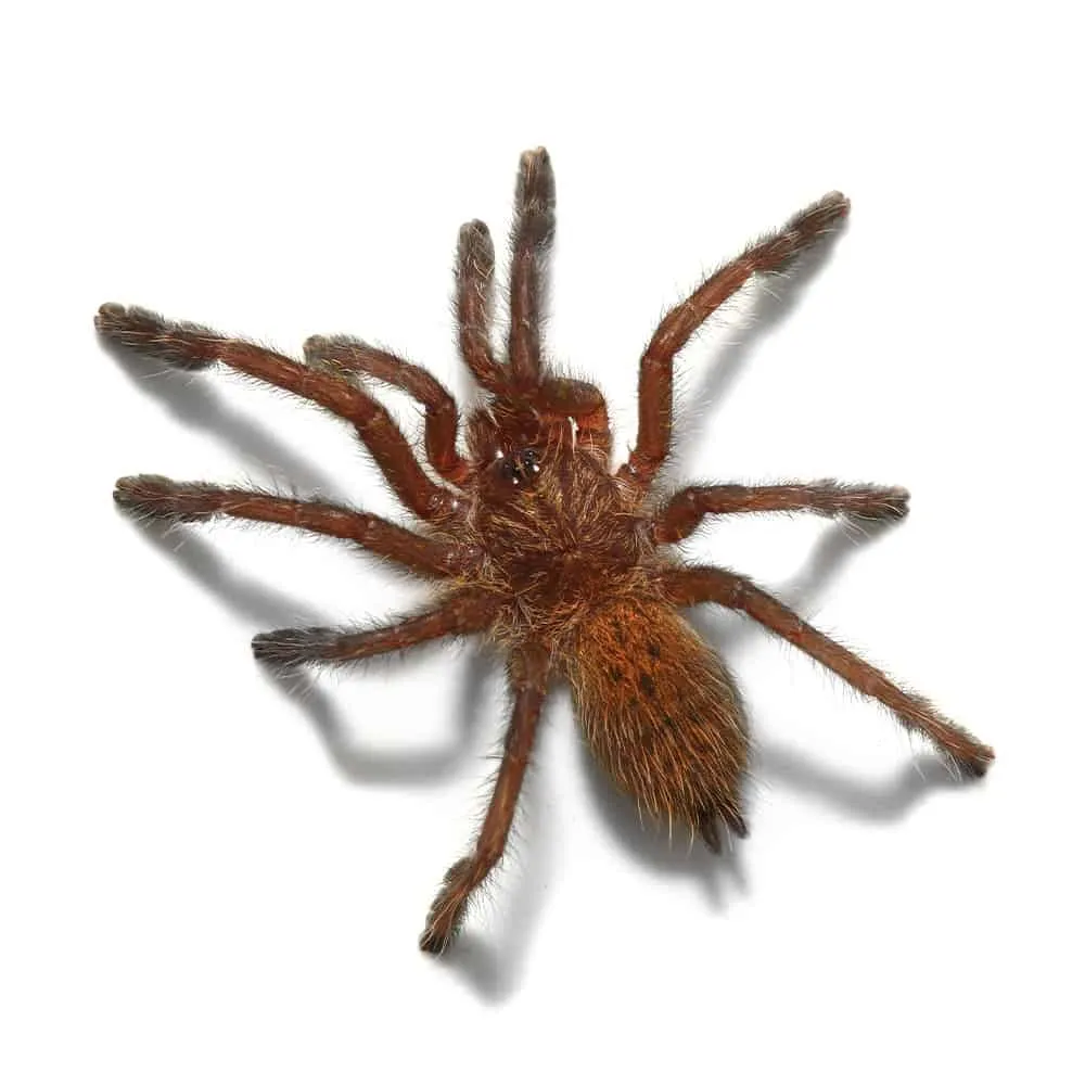 /img/18325-orange-baboon-tarantula-sling-health.webp